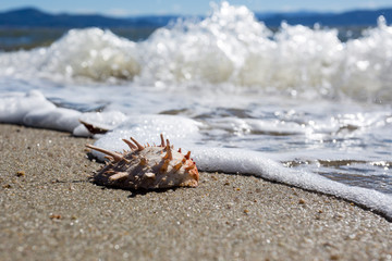 Shell in the sand