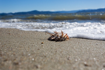 Shell in the sand