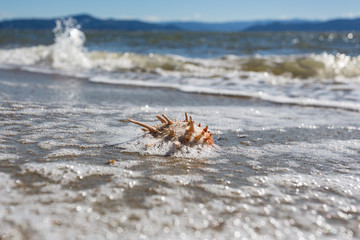 Shell in the sand