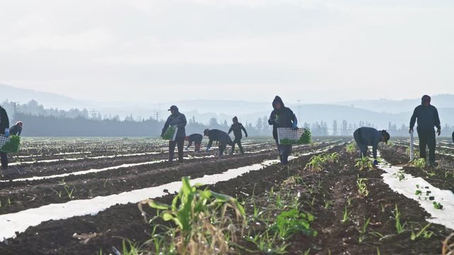 Farm workers planting watermelon plants in a field