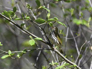 Ovenbird Singing in Spring