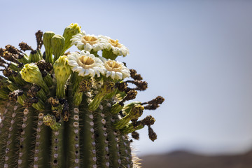 Saguaro cactus in bloom on Mt. Lemmon, Arizona.