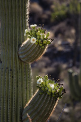 Saguaro cactus in bloom on Mt. Lemmon, Arizona.