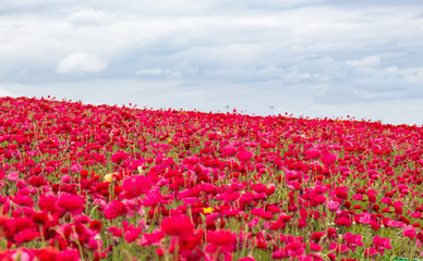 Hillside of Flowers