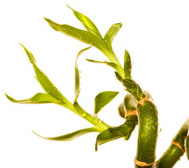 lucky bamboo over white background