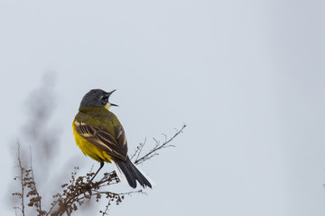 European bee-eater or Merops Apiaster
