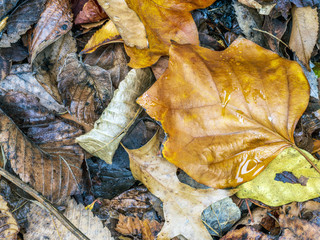 Autumn leaves