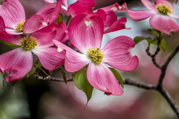 Dogwood tree in spring