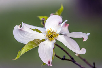 Dogwood tree in spring