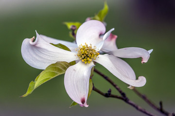 Fototapeta na wymiar Dogwood tree in spring