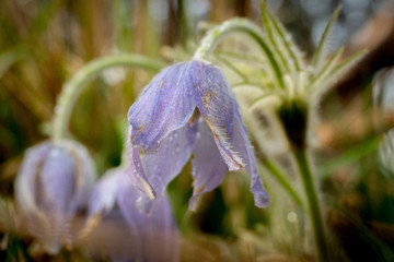 wild purple pulsatilla flower in close up macro with beautiful light and dew drops on its delicate...