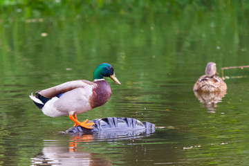 Male mallard duck or Anas platyrhynchus on pond