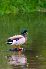 Male mallard duck or Anas platyrhynchus on pond