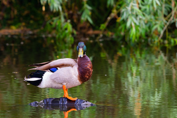 Male mallard duck or Anas platyrhynchus on pond