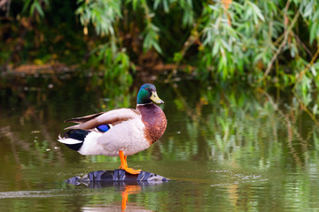Male mallard duck or Anas platyrhynchus on pond