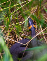 Grass Snake Or Natrix Natrix Adder Raising Head Defensiveness In Forest Early Spring