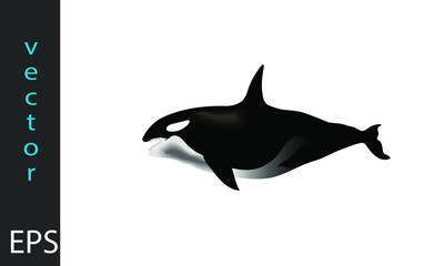 orca