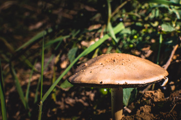 Mooshroom sunny side up and festive garden.