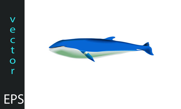balena2