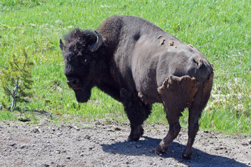 One Buffalo / Bison Bull in the Lamar Valley in Yellowstone National Park in Wyoming United States