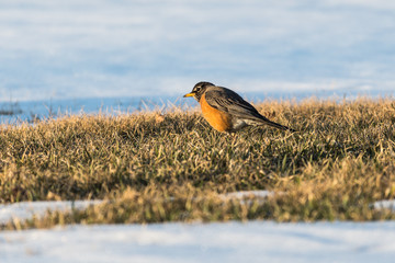 Female North robin bird snow