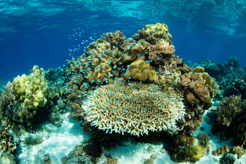 Fototapeta na wymiar Healthy Coral Reef in Alor, Indonesia