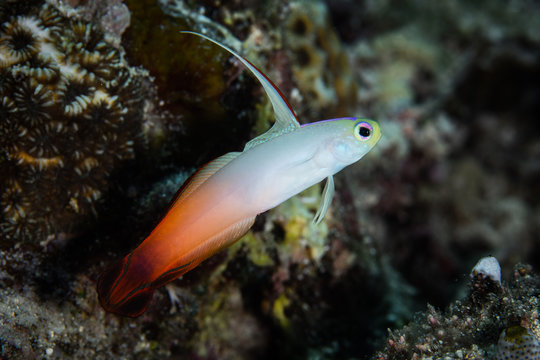 Fire Dartfish in Indonesia