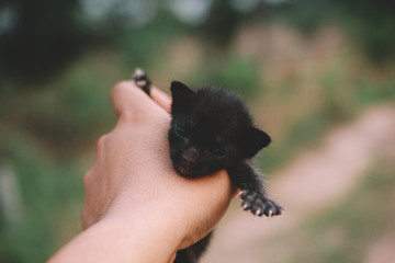 Baby Cat