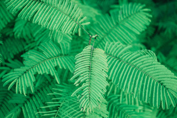 Nature Around The House