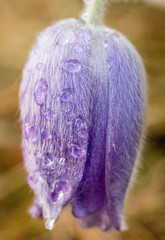 wild purple pulsatilla flower in close up macro with beautiful light and dew drops on its delicate texture