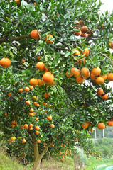 Orange trees with fruits on plantation.                           