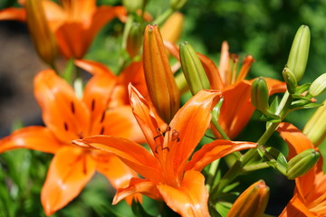 Fototapeta premium Brilliant orange blooming tiger lily flower
