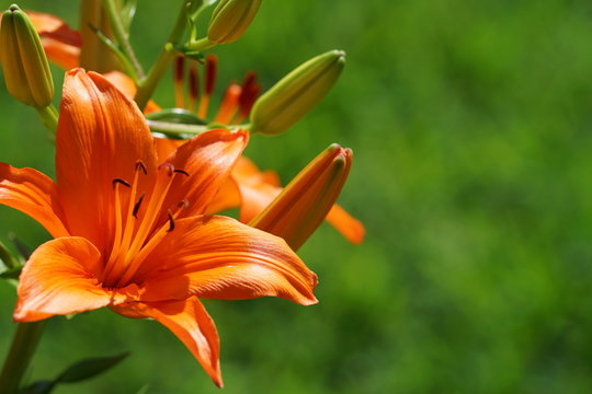 Brilliant orange blooming tiger lily flower