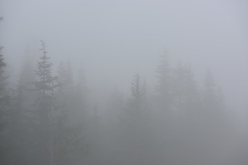 Fototapeta premium forest