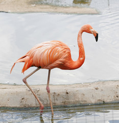 the single pink flamingo in zoo 