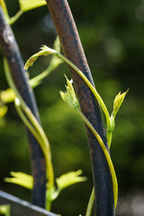 vines growing on garden arbor in spring
