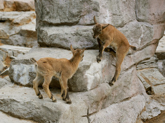 little baby goats on field in spring 