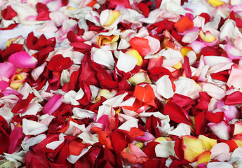 colorful rose petals background