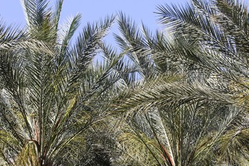 Palm Leaves, tropical background, Blue Sky