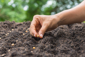 Farmer hand planting a seed in soil (seeds)