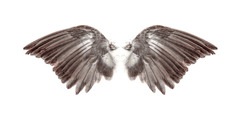 Angel wings on white background