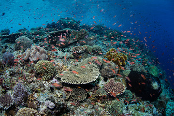 Fototapeta na wymiar Vibrant Coral Reef in Alor, Indonesia