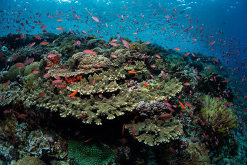 Fototapeta na wymiar Healthy Corals and Fish on Reef Near Alor, Indonesia