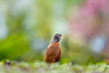 bird