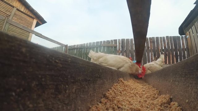 Chickens in the hen house eat food. Extreme shooting on the action camera which lies right in the bowl with food. Lovely chickens look and peck right next to the camera.