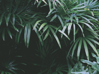 tropical green leaves in summer garden