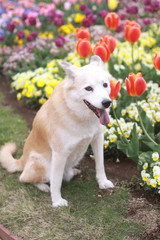 笑顔で見つめる犬とチューリップ