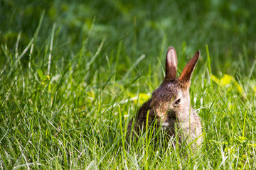 Hare in Grass