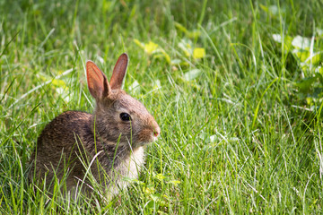 Rabbit in Field