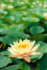 beautiful pink lotus flower in blooming at sunset